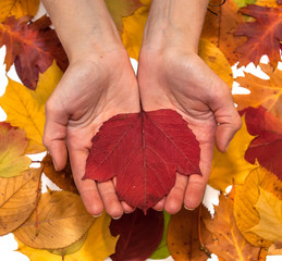 Autumn leaf at woman hands