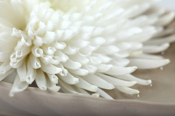 Beautiful autumn flower - white chrysanthemum