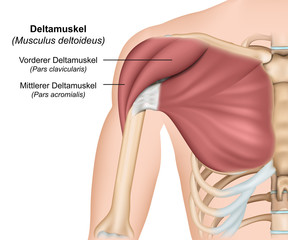 Musculus deltoideus Anatomie ,Deltamuskel - obrazy, fototapety, plakaty