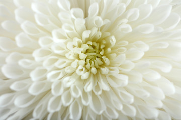 Soft flower - white chrysanthemum, macro