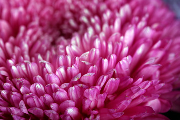 Purple blossom chrysanthemum
