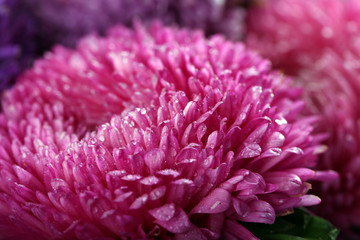 Pretty purple blossom chrysanthemum, macro