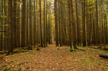 Obraz premium Pine forest in mountain Carpathians. View from the yellow tent.