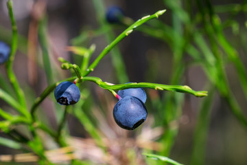 Wild blueberries