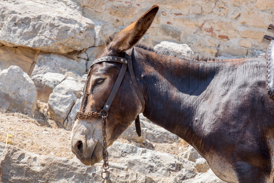 Greek Donkey. Rhodes