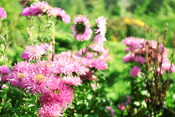 Obraz premium Beautiful flowers, outdoors