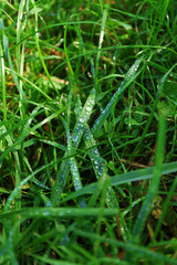 Green grass background