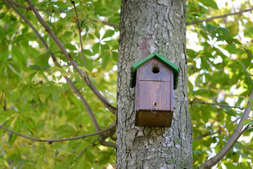 Tree house for birds