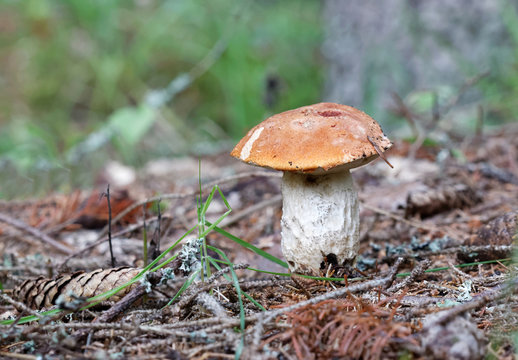 Closeup of a penny bun mushroom and tree