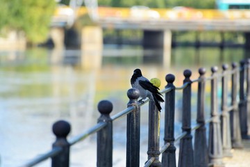 crow on fence