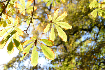 Fototapeta premium Chestnut leaves