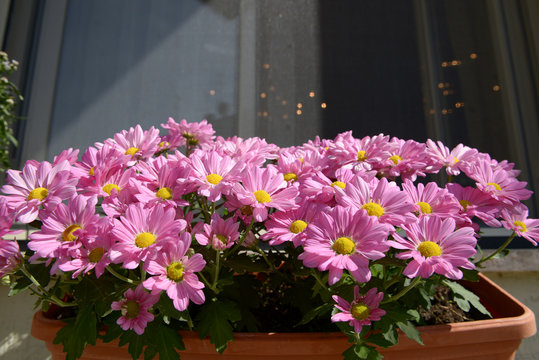 Settembrini fucsia