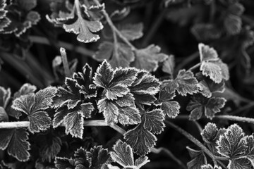 Frosted parsley for background. Autumn. First frost in the garde