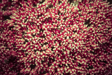 Obraz premium Pink flowers of stonecrop (Sedum) with ice and snow pieces. Autu