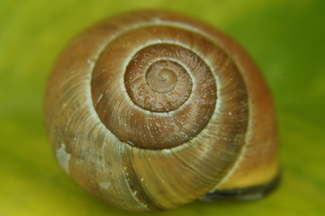 schneckengeh&auml;use