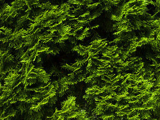 Rain forest, greenery