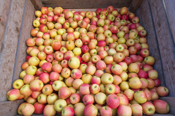 Naklejka na ściany i meble Manzanas a granel en el mercado