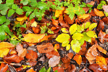 Colorful autumn leaves background