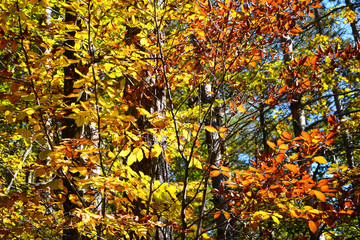 Colorful autumn trees