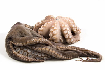 Fresh octopus isolated, white background.