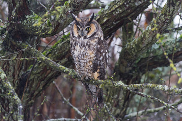 long eared owl