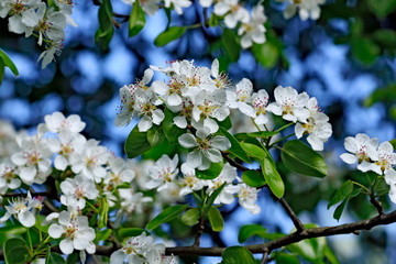 Spring. Pear blossoms