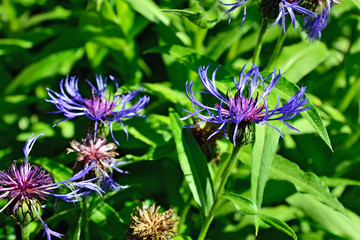 Mountain cornflower