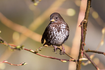 Fox Sparrow