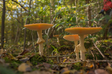 Drei Fliegenpilze, amanita muscaria