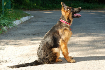 Beautiful young german shepherd dog puppy sitting on the road