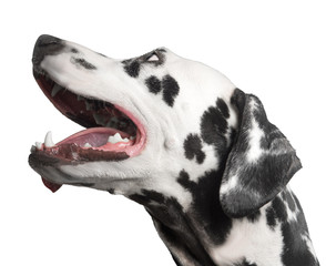 dog portrait dalmatian photo