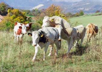Fototapeta na wymiar alpine cow in his pasture in high alps
