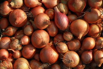 Autumn harvest of onions. Bulbs sunny day close-up