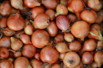 Autumn harvest of onions closeup