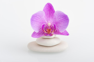 Spa theme - stones and an Orchid flower