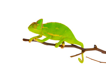 Chameleon on a branch