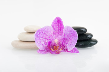 Obraz premium Spa theme - stones and an Orchid flower