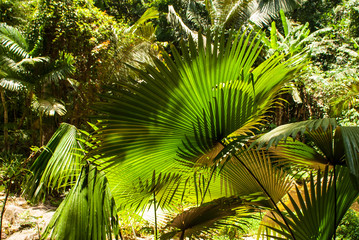 Obraz na płótnie Canvas Tropical plants leaves