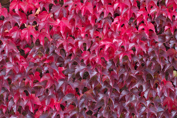 Red Ivy Leaves in Autumn