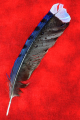 Blue Jay Bird Feather on a Red Background