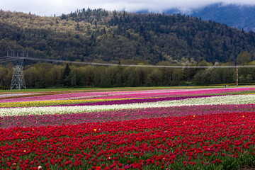 Fototapeta premium Tulip Field