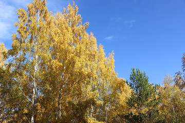 Fototapeta na wymiar Autumn kroner of birches against the blue sky.