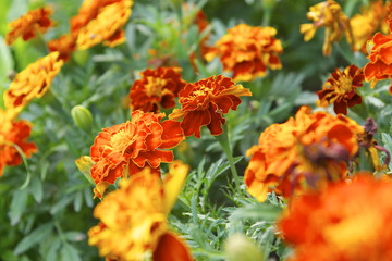 Бархатцы на клумбе.