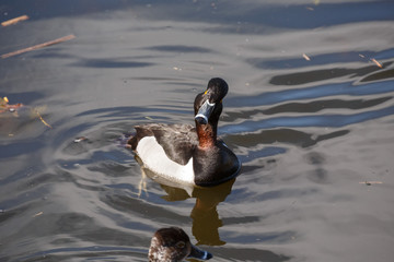 Ring-necked duck