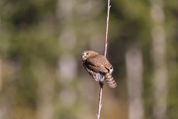 Northern Pygmy Owl