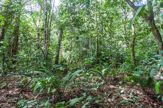 Fototapeta Jungle of national park Madidi, Bolivia