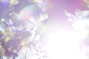 Sonnenstrahlen durch Äste