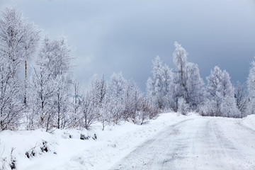 Winter landscape with snowy fir trees
