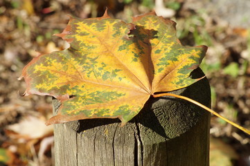Herbst