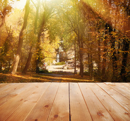 Naklejka na ściany i meble Sunlight in autumn forest. Nature background